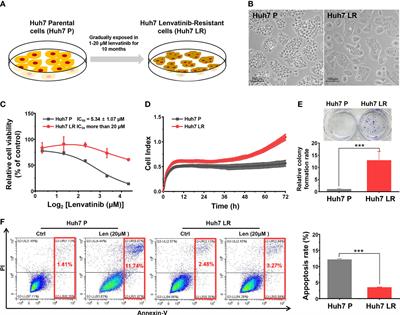 Co-administration of MDR1 and BCRP or EGFR/PI3K inhibitors overcomes lenvatinib resistance in hepatocellular carcinoma